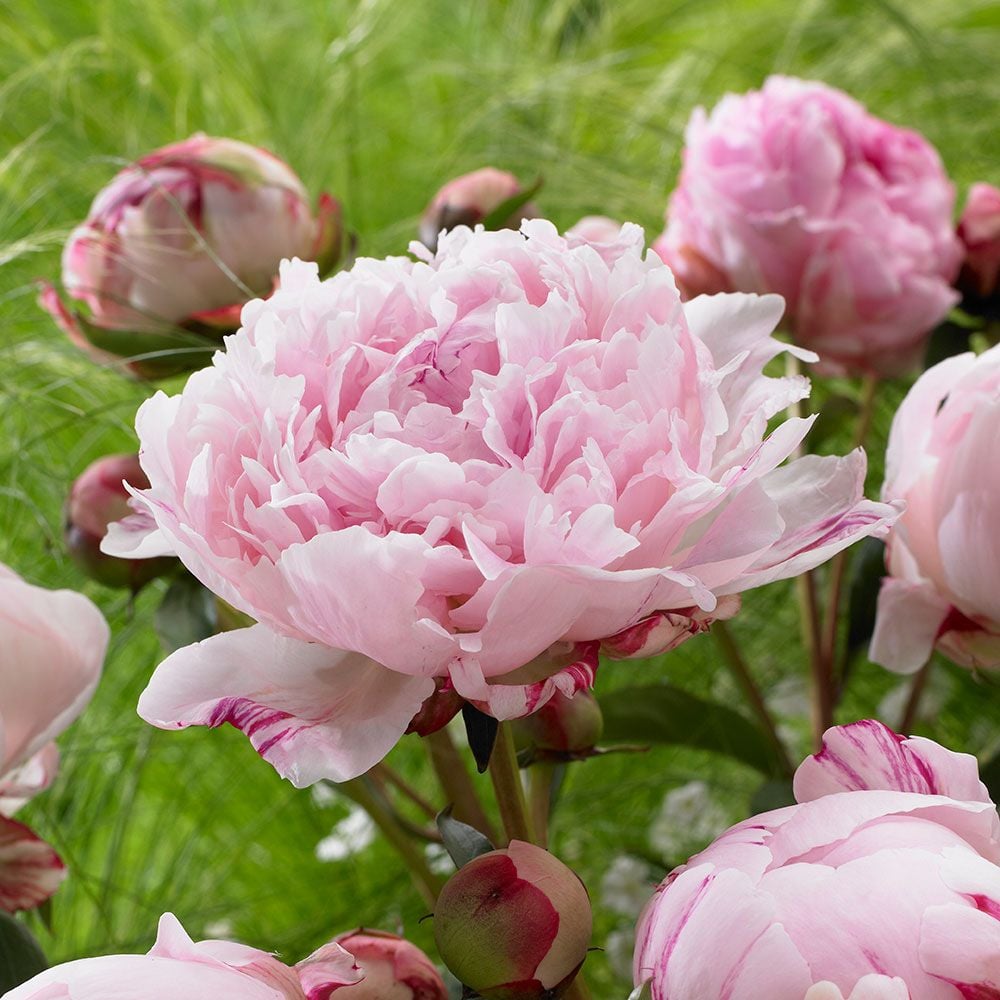 Peony ‘Sarah Bernhardt’ Flower Seeds – Heirloom, Non-GMO, Double Pink Blooms