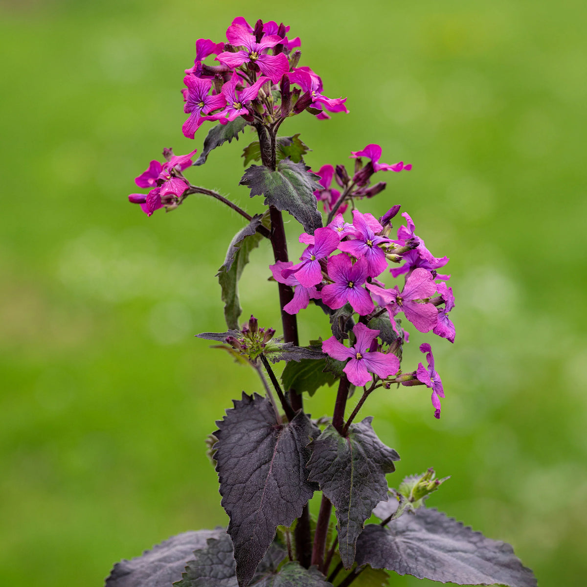 Moonwort Lunaria biennis plant seeds for ornamental garden growing