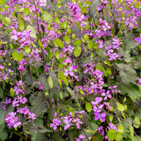 Moonwort garden plant Lunaria biennis for cottage gardens and ornamental planting