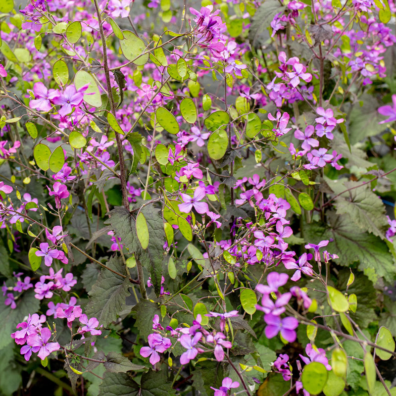Lunaria biennis Moonwort garden seeds for ornamental planting