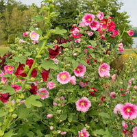 Hollyhock Indian Spring Mixed Colors Alcea Rosea – Colorful Garden Flower Seeds