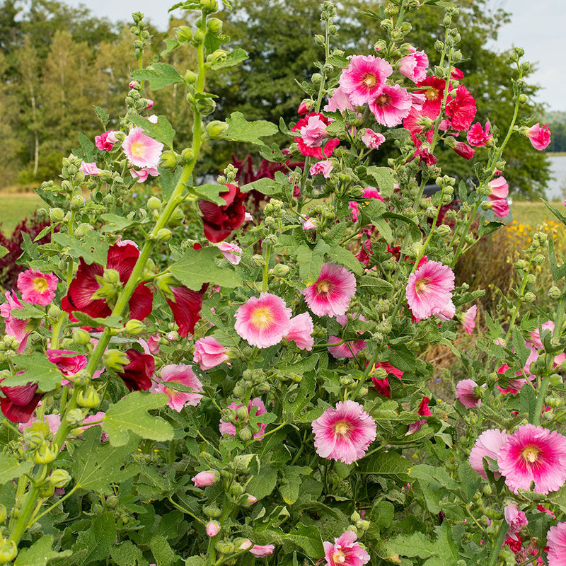 Hollyhock Indian Spring Mixed Colors Alcea Rosea – Colorful Garden Flower Seeds