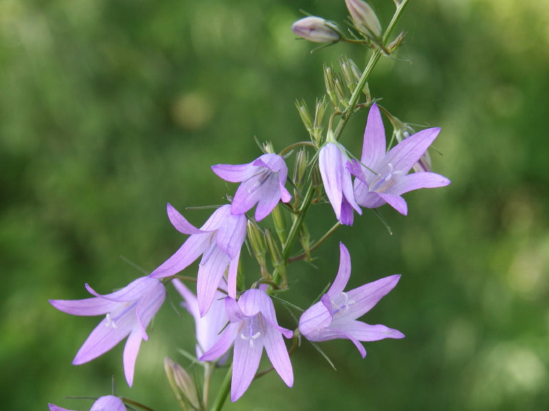 Rapunzel Planting Seeds – Campanula rapunculus Garden Seeds