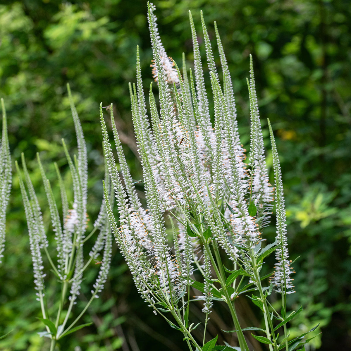 Veronicastrum virginicum Culver’s Root garden seeds for growing an ornamental perennial flowering plant.