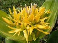 Yellow Gentian Organic Flower Seeds  Gentiana lutea  for Alpine Gardens and Natural Landscapes