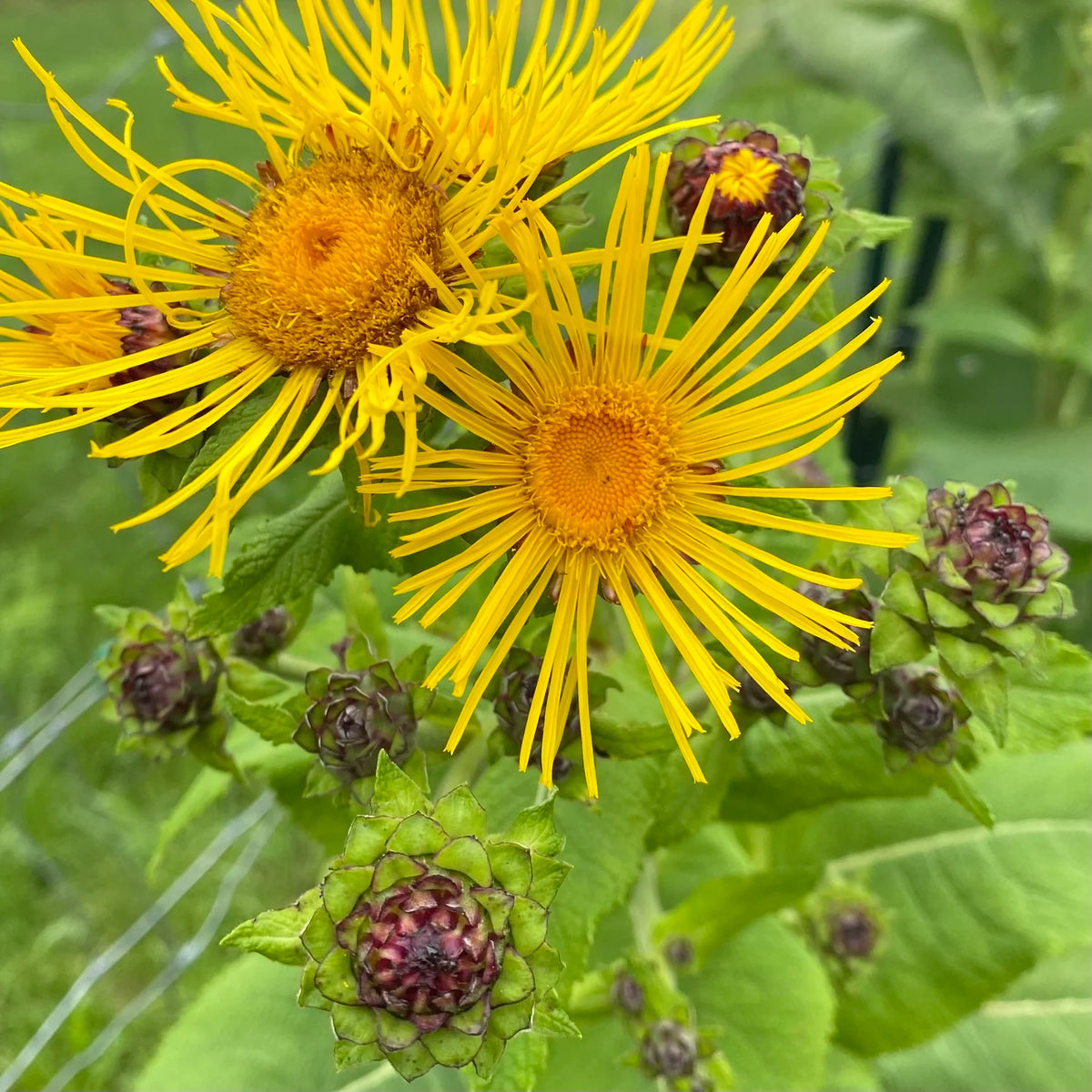 Elecampane Inula helenium garden seeds for growing a perennial flowering plant.