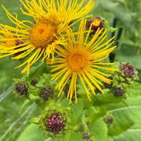 Elecampane Inula helenium garden seeds for growing a perennial flowering plant.