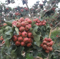 Chinese Hawthorn Tree Seeds – Crataegus pinnatifida, Shan Zha
