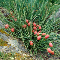 Organic Bluestem Ephedra (Ephedra equisetina) ornamental shrub with slender, jointed blue-green stems, dense branching, and small reproductive cones growing in a sunny rock garden.