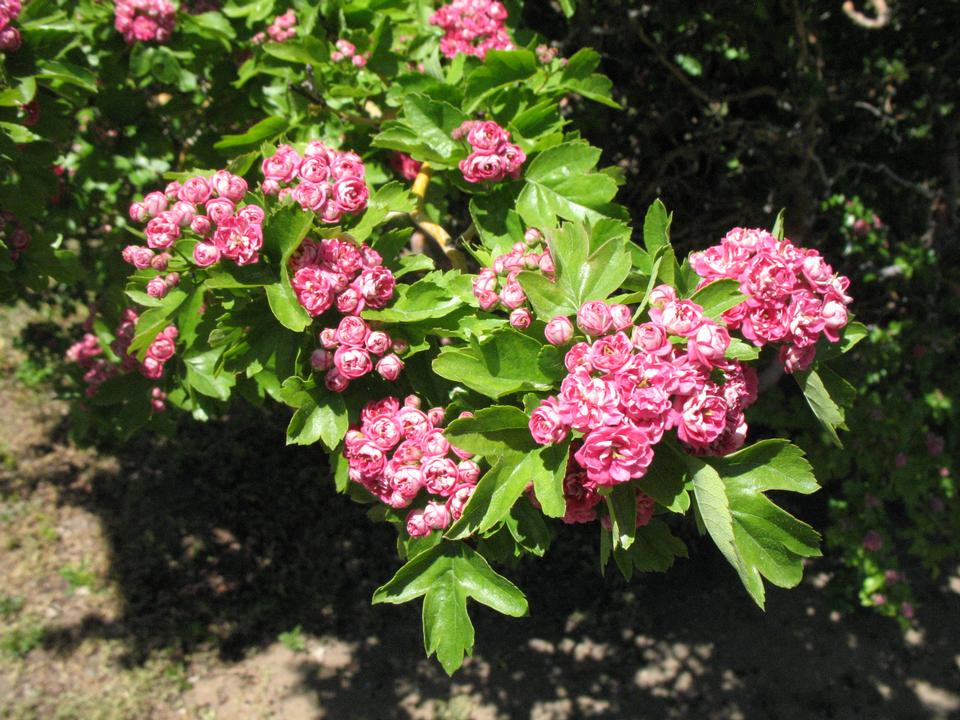 English Hawthorn, Crataegus laevigata Seeds for Landscape Gardens