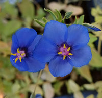 Pimpernel Anagallis Monelli – Blue Garden Flower Seeds