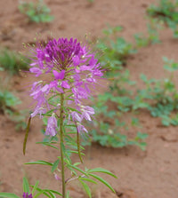 Rocky Mountain Bee Plant – Pollinator Friendly Wildflower Seeds