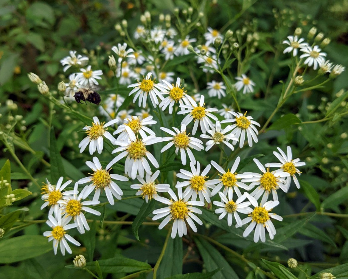 Flat Topped Aster – Perennial Wildflower Garden Seeds