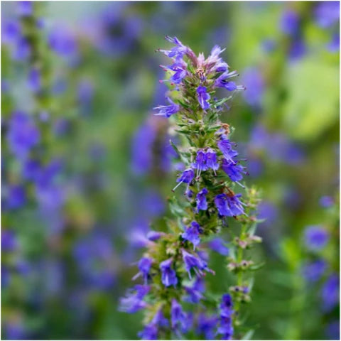 Hyssop Seeds, Hyssopus officinalis for Herb Garden Planting