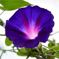 Ipomoea purpurea Grandpa Ott’s Morning Glory seeds for ornamental garden planting.
