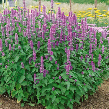 Organic Korean Mint Agastache rugosa garden seeds for growing an aromatic perennial herb.