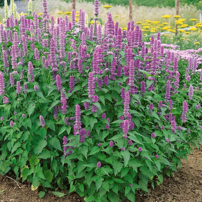 Organic Korean Mint Agastache rugosa garden seeds for growing an aromatic perennial herb.