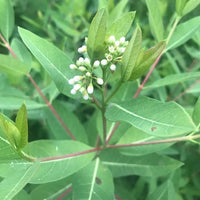 Indian Hemp, Apocynum cannabinum plant with green foliage and clusters of small pale flowers