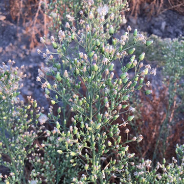 Organic Canadian Fleabane (Conyza canadensis, accepted as Erigeron canadensis) annual wildflower with narrow green leaves, slender hairy stems, and branching clusters of tiny white flower heads with yellow centers.