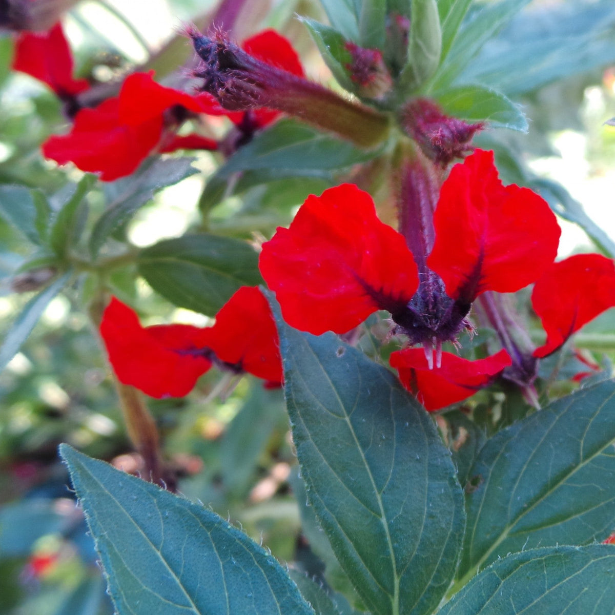 Cuphea llavea Seeds – Bat Face Cuphea, Heirloom, Non-GMO, Heat-Tolerant Annual