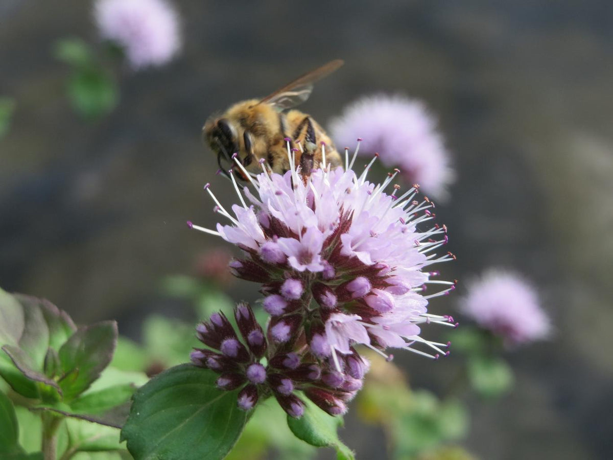 Water Mint Mentha aquatica seeds for herb and water gardens