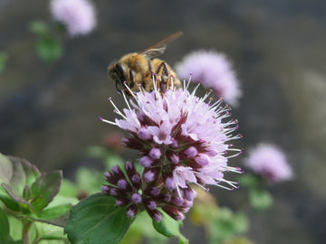 Water Mint Mentha aquatica seeds for herb and water gardens