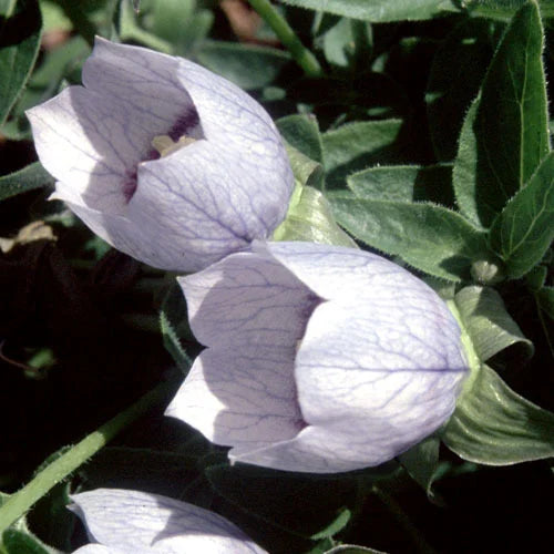 Kashmir Bellflower Codonopsis ovata seeds for ornamental gardening