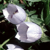 Kashmir Bellflower Codonopsis ovata seeds for ornamental gardening