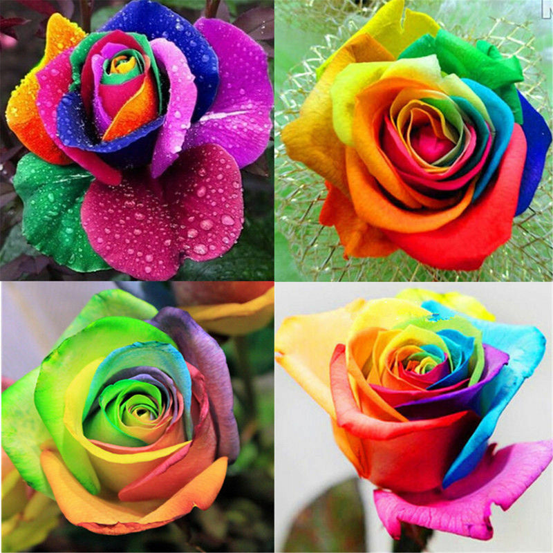 Rose – Colorful Garden Flower Seeds