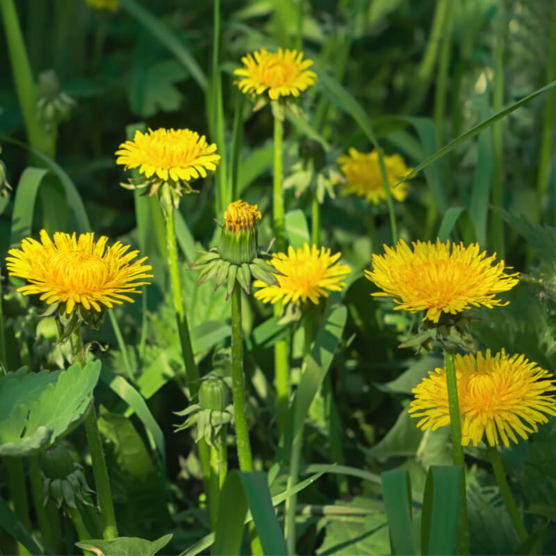 Wild Dandelion Taraxacum officinale herb planting seeds for garden cultivation
