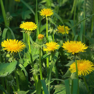 Wild Dandelion Taraxacum officinale herb planting seeds for garden cultivation
