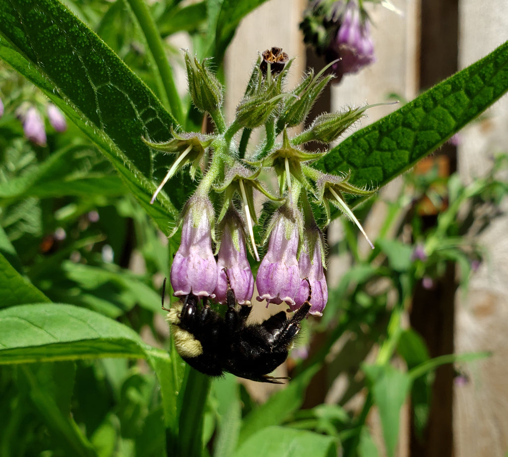 True Comfrey Symphytum officinale plant with broad green leaves and clusters of bell-shaped flowers