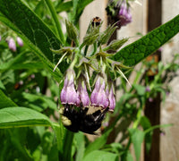True Comfrey Symphytum officinale plant with broad green leaves and clusters of bell-shaped flowers