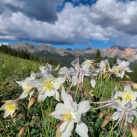 Wild Mountain Flower Seeds – Heirloom, Non-GMO, Hardy Alpine Wildflower Mix