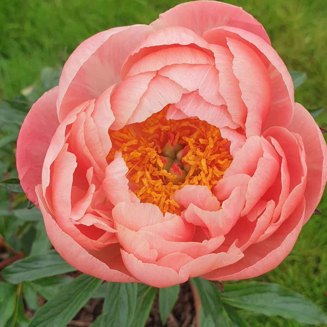 Peony ‘Coral Charm’ Seeds – Heirloom, Non-GMO, Herbaceous Perennial Variety for Planting