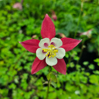 Caerulea Rose Queen – Perennial Flower Seeds