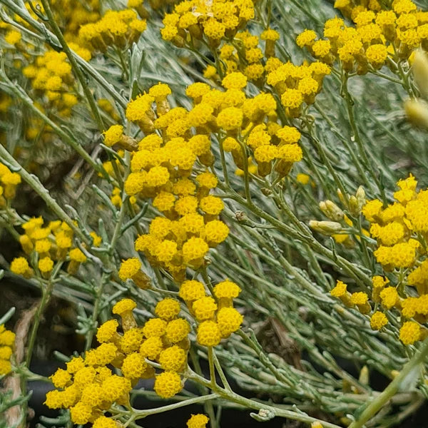 Helichrysum italicum Curry Plant Seeds for Ornamental Gardens