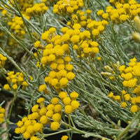 Helichrysum italicum Curry Plant Seeds for Ornamental Gardens