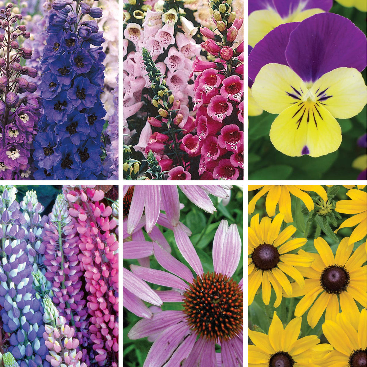 Perennials to Plant in Fall Seed Variety Pack - 6 Pack