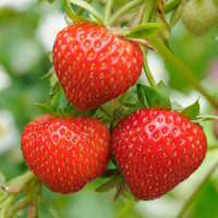 Sweet Charlie Strawberry Seeds – Heirloom, Non-GMO, Early-Bearing, Sweet Red Variety