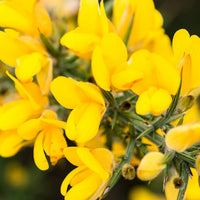 Golden Gorse Bloom Seeds – Heirloom, Non-GMO, Hardy Shrub, Early-Season Yellow Flowers