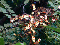 Adenanthera Pavonina – Red Bead Coral Tree Seeds