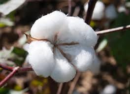 Incredible Cotton Bush – Garden