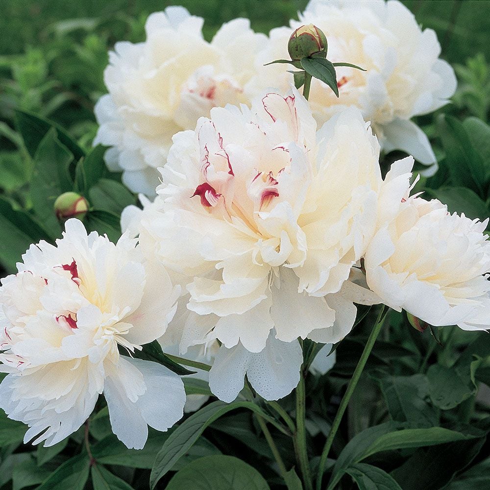 Peony ‘Festiva Maxima’ Flower Seeds – Heirloom, Non-GMO, Perennial Variety