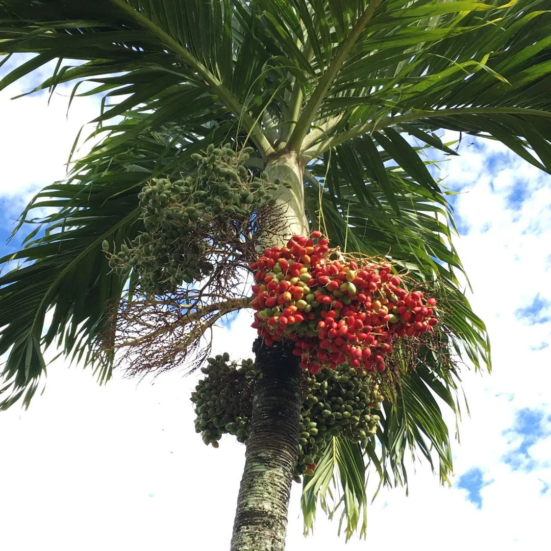Adonidia Merrilli Dwarf – Dwarf, Tropical Fruit Seeds