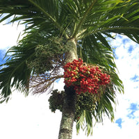 Adonidia Merrilli Dwarf – Dwarf, Tropical Fruit Seeds