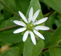 Stellaria media Common Chickweed plant with small green leaves and delicate white star-shaped flowers