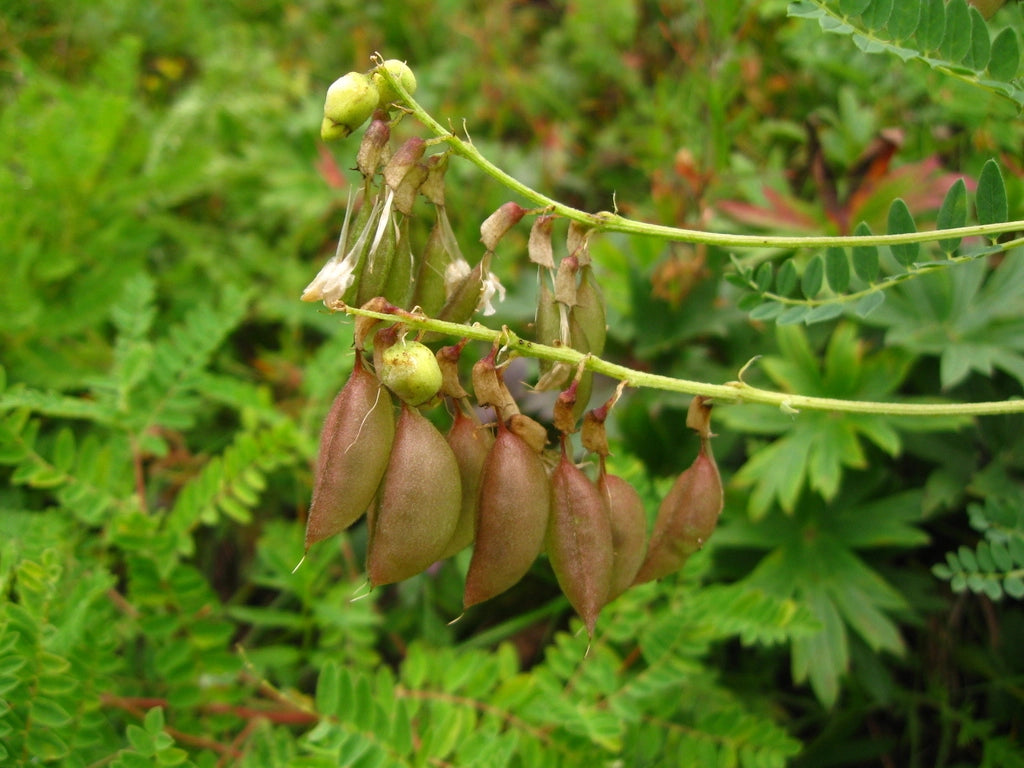 Astragalus perennial herb with compound green foliage
