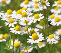 Organic Roman Chamomile, Chamaemelum nobile Flower Seeds