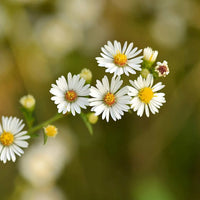 Organic Roman Chamomile, Chamaemelum nobile Flower Seeds
